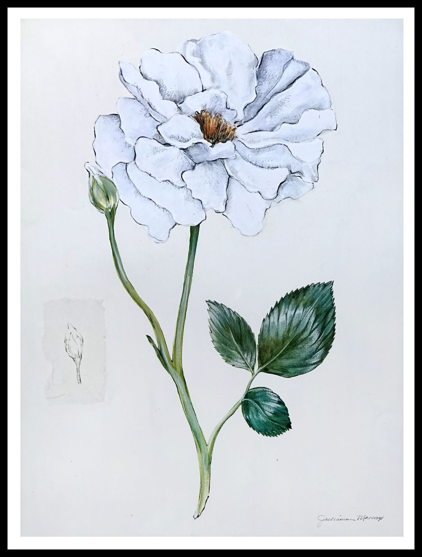 DNA MJP210 White Rose I